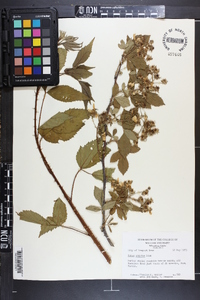 Rubus argutus image