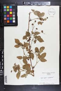 Rubus argutus image