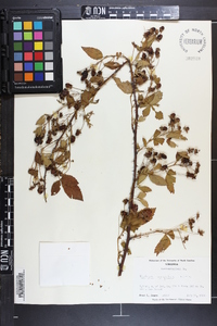 Rubus argutus image