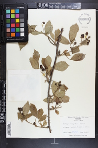 Rubus argutus image