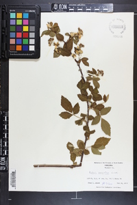 Rubus argutus image