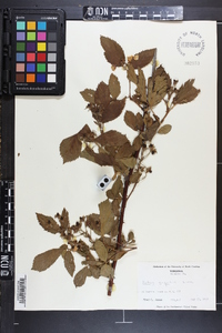 Rubus argutus image