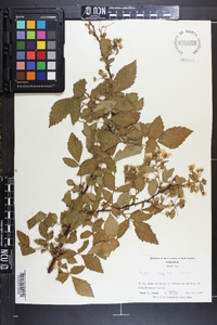 Rubus argutus image