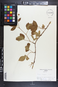 Rubus argutus image