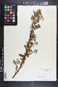 Rubus argutus image