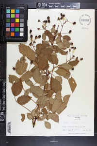 Rubus argutus image