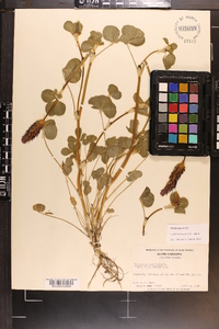 Trifolium incarnatum image