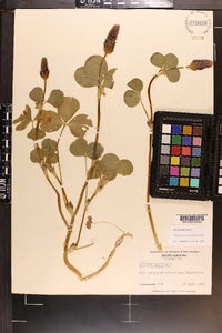 Trifolium incarnatum image