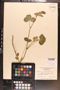 Trifolium incarnatum image