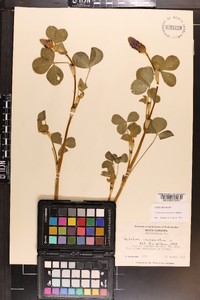 Trifolium incarnatum image