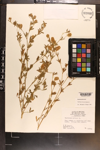 Trifolium arvense image