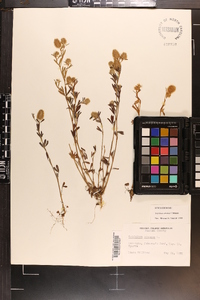 Trifolium arvense image