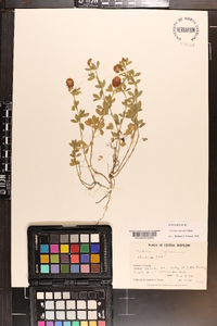 Trifolium arvense image