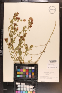 Trifolium arvense image