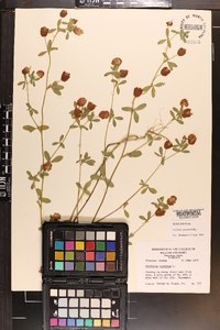 Trifolium arvense image