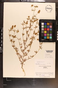 Trifolium arvense image