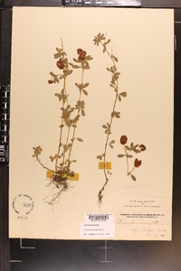 Trifolium aureum image