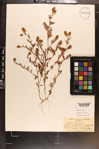 Trifolium arvense image