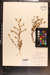 Trifolium arvense image