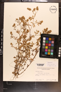 Trifolium arvense image