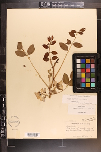 Robinia hispida image