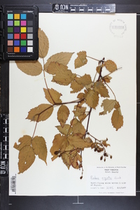 Rubus argutus image