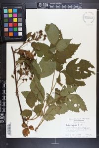 Rubus argutus image