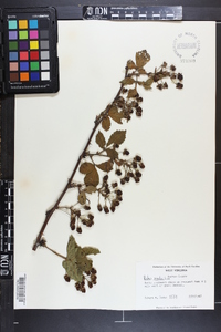 Rubus argutus image