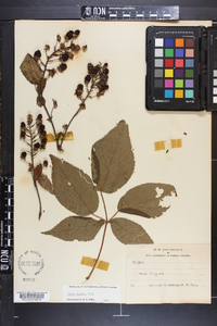 Rubus argutus image