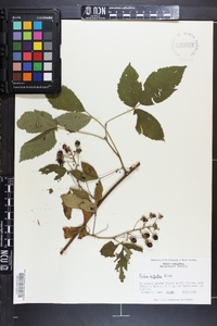 Rubus argutus image