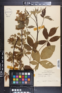 Rubus argutus image