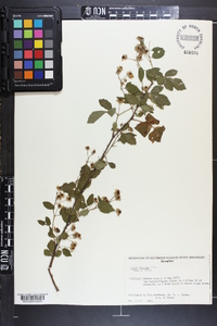 Rubus argutus image