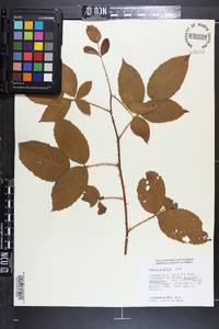 Rubus argutus image