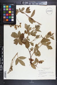 Rubus argutus image