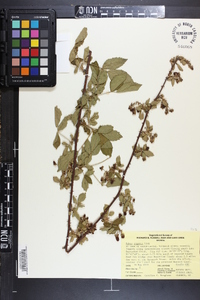 Rubus argutus image