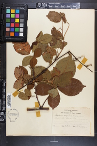 Rubus argutus image