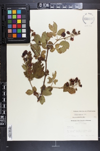 Rubus argutus image