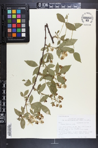 Rubus argutus image