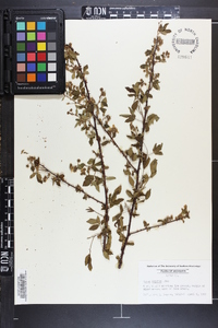 Rubus argutus image