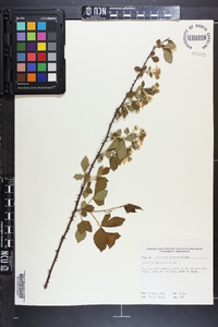 Rubus argutus image