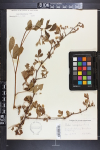 Rubus argutus image