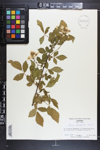 Rubus argutus image