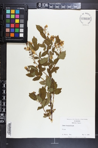 Rubus argutus image