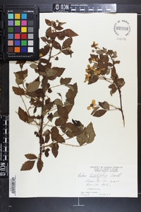 Rubus argutus image