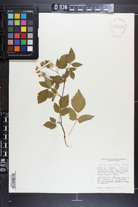 Rubus argutus image