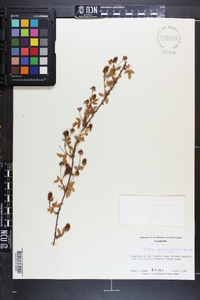 Rubus argutus image