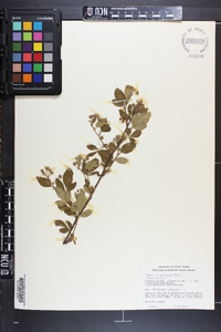 Rubus argutus image