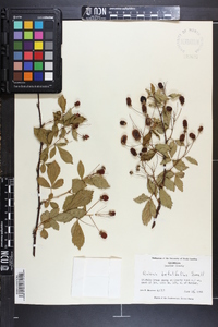 Rubus argutus image