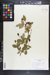 Rubus argutus image