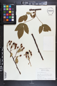 Rubus argutus image